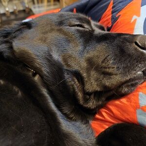 Meet your Posher, Monica